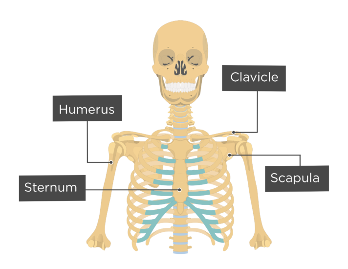 Skeleton with labels 712x550 1
